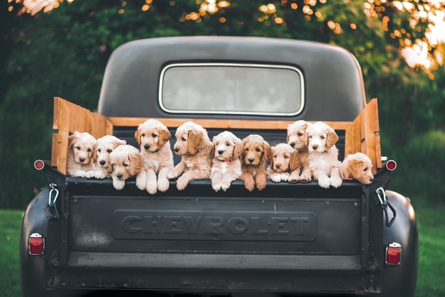 Smallest Dog Breeds India
